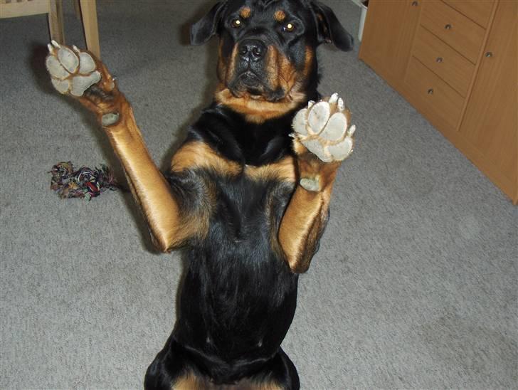 Rottweiler Bella Himmelhund billede 6