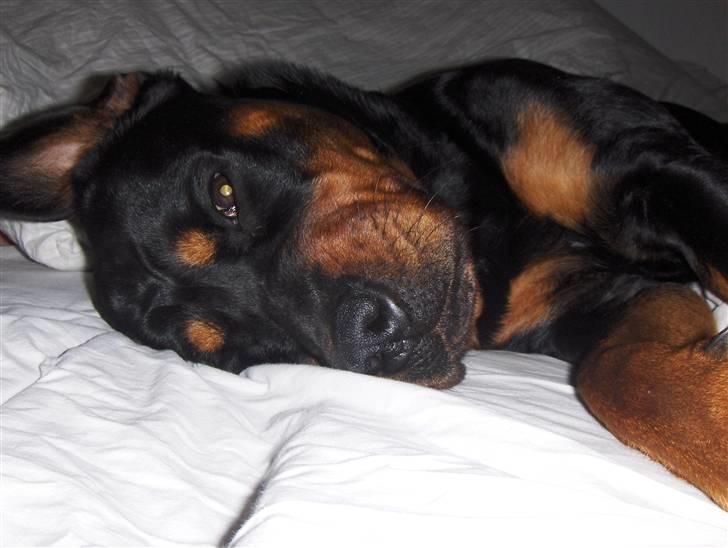 Rottweiler Bella Himmelhund billede 7
