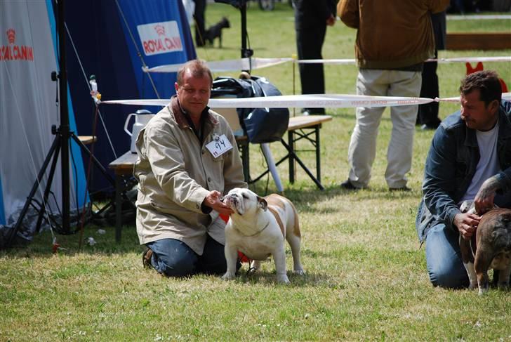 Engelsk bulldog Ziva - Ziva og Far på bøsørre ugstilling billede 11