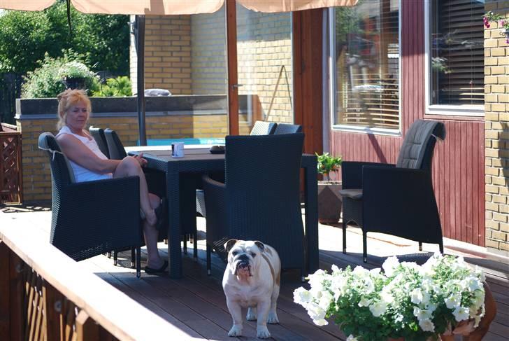 Engelsk bulldog Ziva billede 12