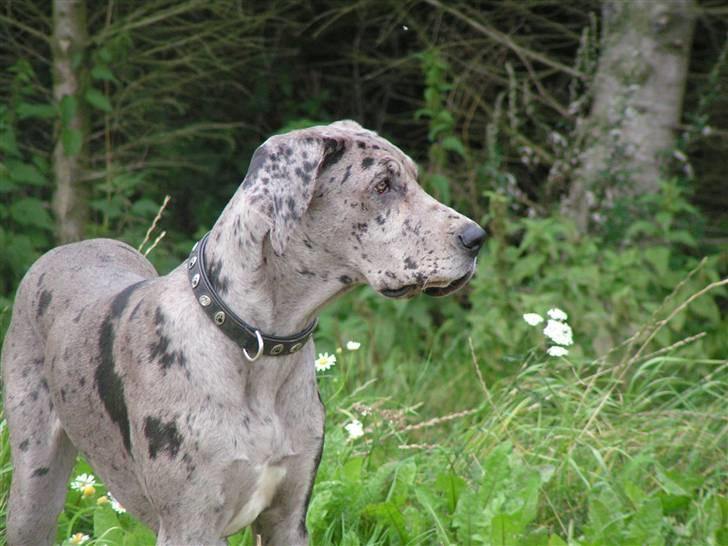 Grand danois Laika billede 12