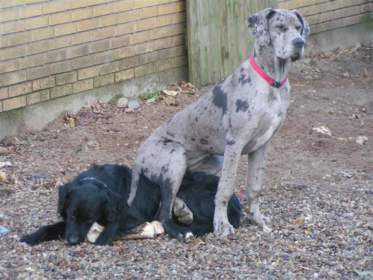 Grand danois Laika - Hvis du ikke vil lege så sætter jeg mig på dig Rollo billede 13