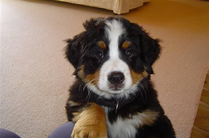 Berner sennenhund Østersø Pedersens Aika - Lille Aika :D. billede 13