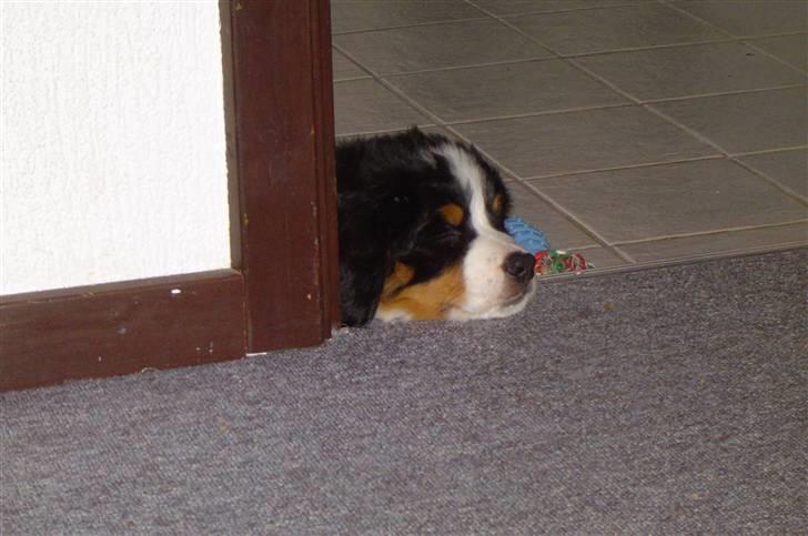 Berner sennenhund Østersø Pedersens Aika - En søvnig bette Aika .. billede 14