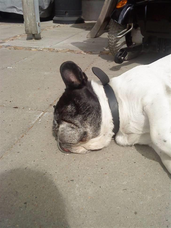 Fransk bulldog Olympia *Snøvsen* billede 1