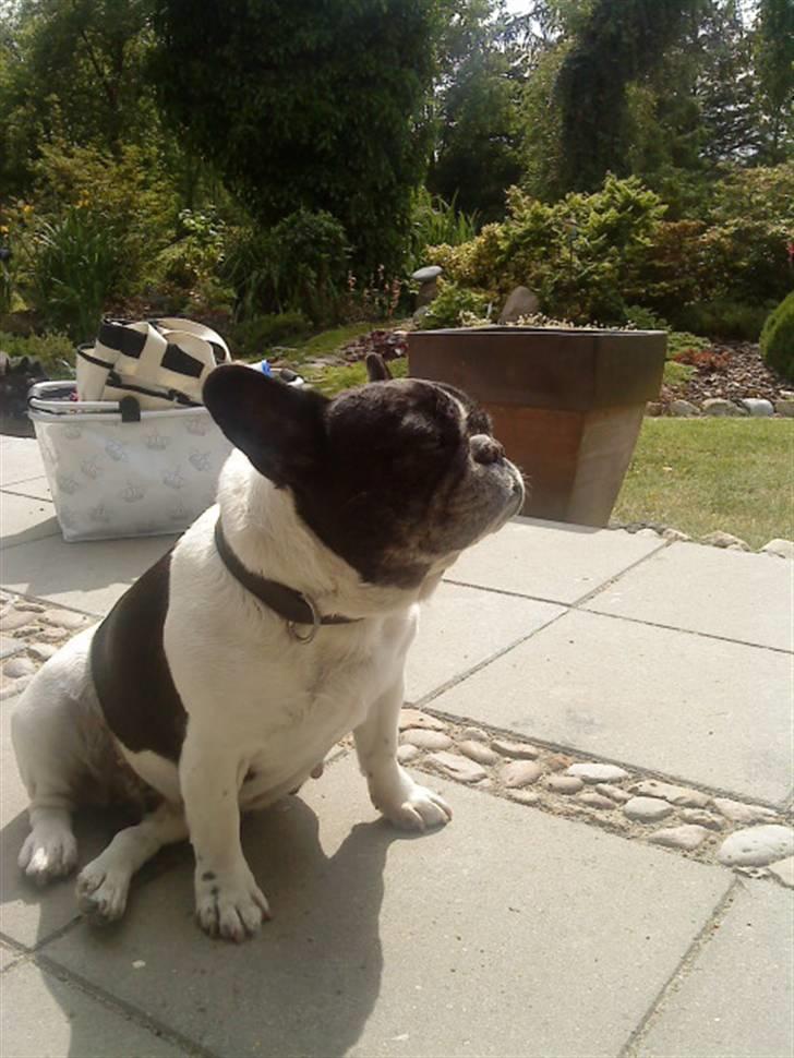 Fransk bulldog Olympia *Snøvsen* billede 2