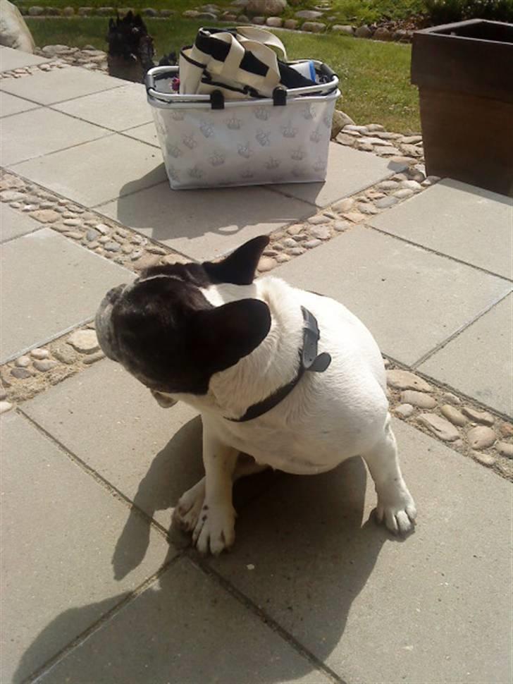 Fransk bulldog Olympia *Snøvsen* billede 3