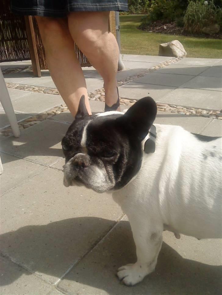 Fransk bulldog Olympia *Snøvsen* billede 4