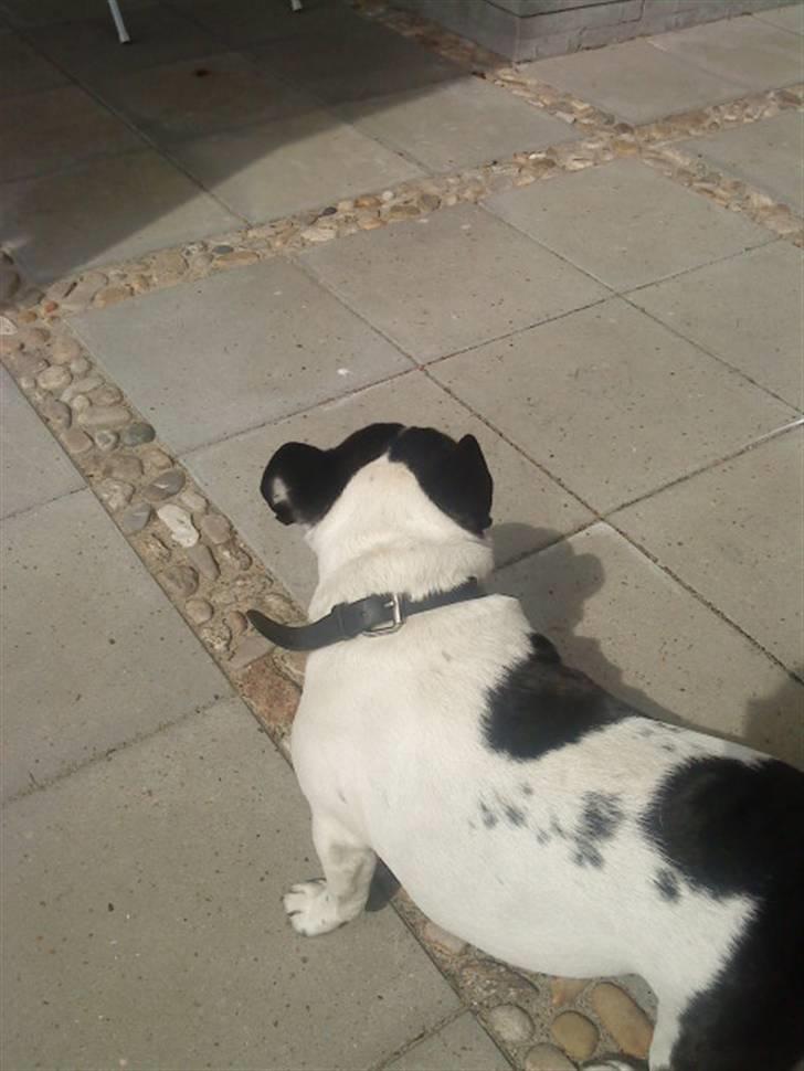 Fransk bulldog Olympia *Snøvsen* billede 5