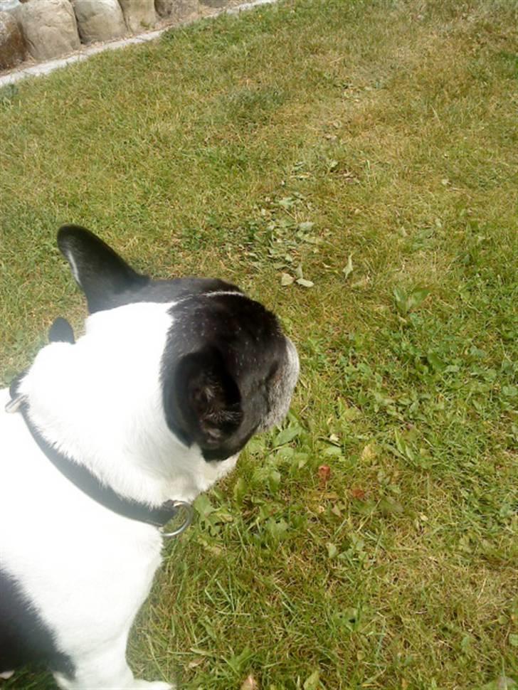 Fransk bulldog Olympia *Snøvsen* billede 6