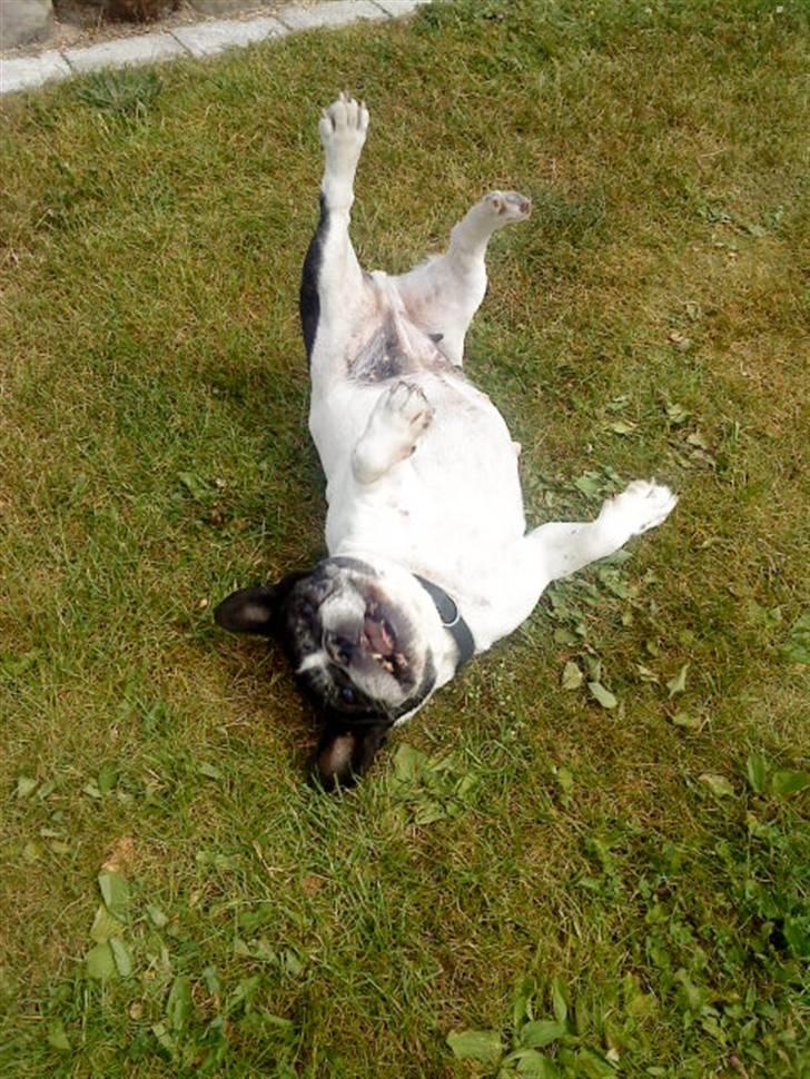 Fransk bulldog Olympia *Snøvsen* billede 7