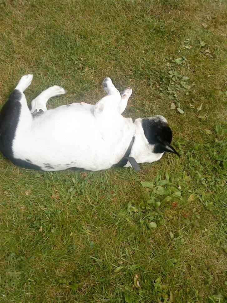 Fransk bulldog Olympia *Snøvsen* billede 8