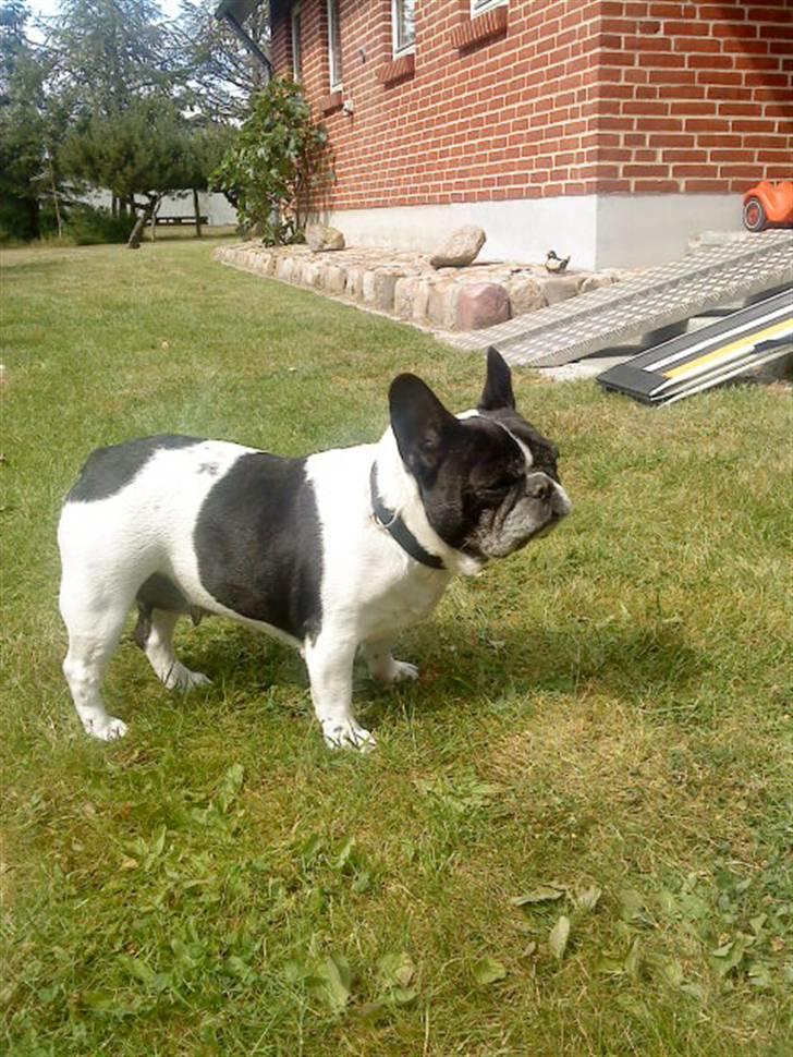 Fransk bulldog Olympia *Snøvsen* billede 9