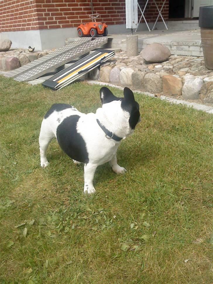 Fransk bulldog Olympia *Snøvsen* billede 10