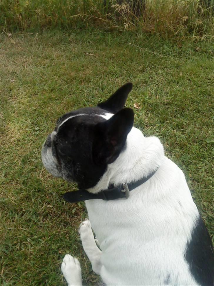 Fransk bulldog Olympia *Snøvsen* billede 11