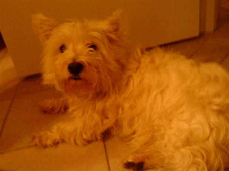 West highland white terrier Bølle billede 7