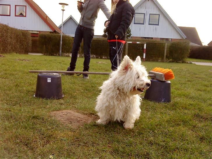 West highland white terrier Bølle billede 8