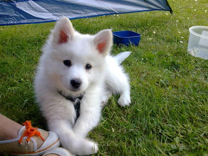 Japansk spids Tjalfe - Tjalfe billede 1