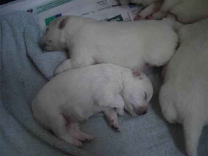 Japansk spids Tjalfe - Et af de første billeder jeg fik af kuldet... dog ved jeg ikke det lige er min Tjalfe som ligger her på billedet.. :0) billede 2