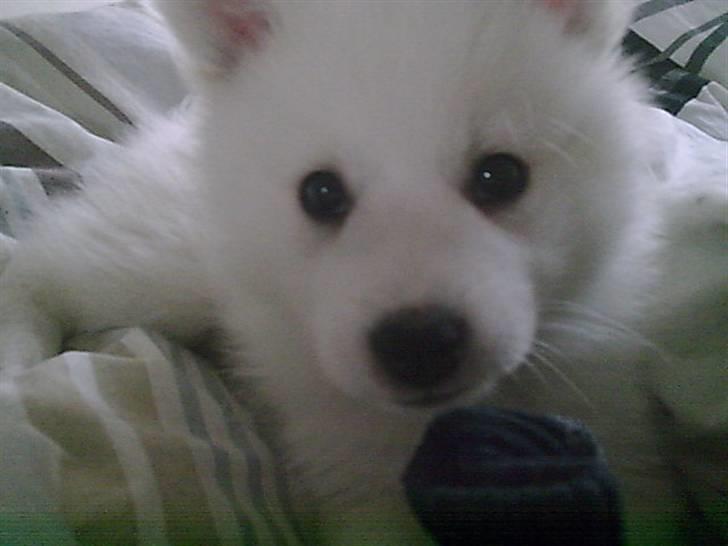 Japansk spids Tjalfe - Lille isbjørn... total nuser....!!! billede 3