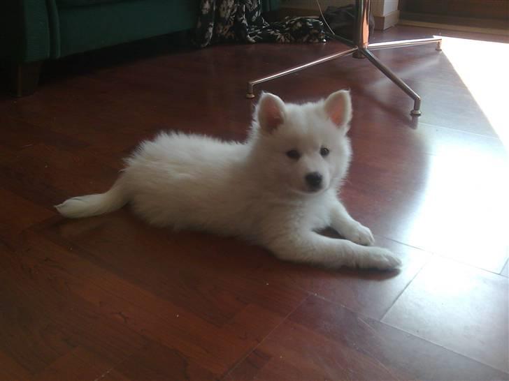 Japansk spids Tjalfe - Han er da flot... :0) billede 4