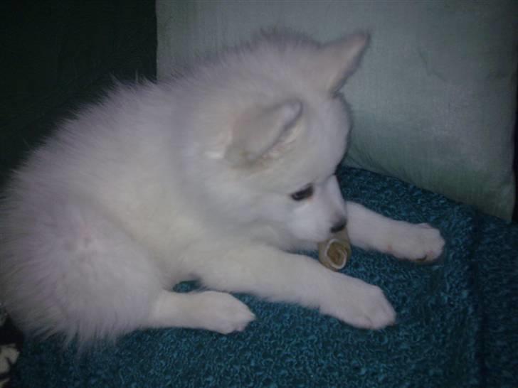 Japansk spids Tjalfe - lille bamse-hund... hihi billede 5