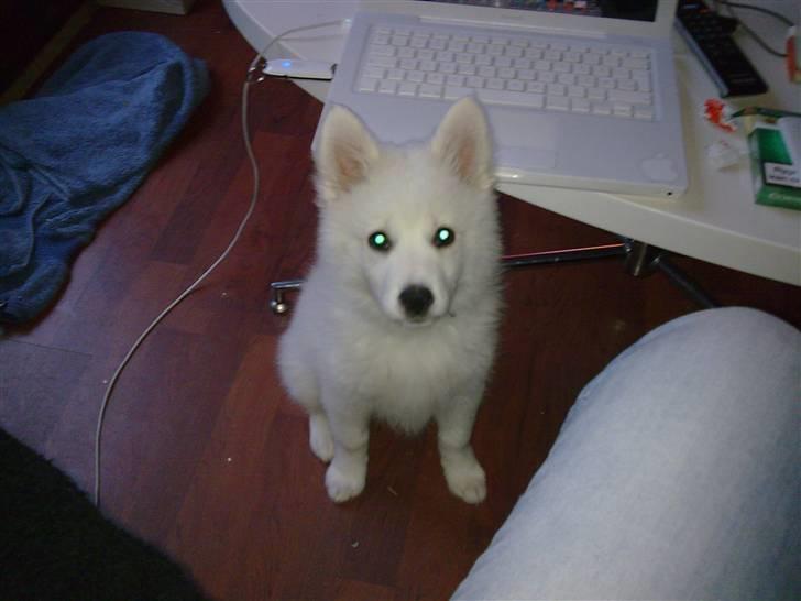 Japansk spids Tjalfe - vi tigger i hvert fald ikke.. billede 6