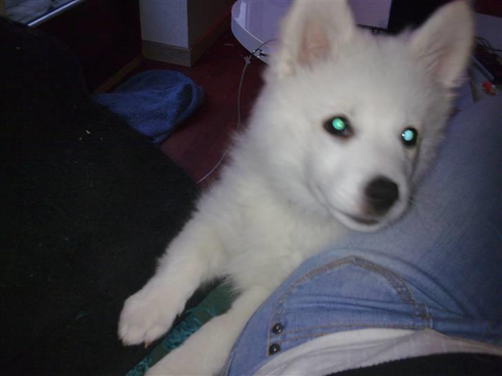 Japansk spids Tjalfe - se mig... gider du lige nusse mig lidt.. please....!!! billede 7