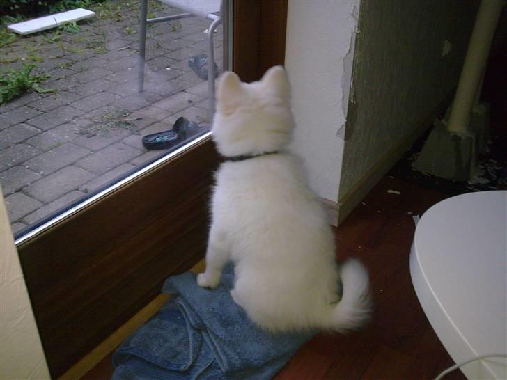 Japansk spids Tjalfe - der er vist nogle interessante fugle ude på terassen... billede 8