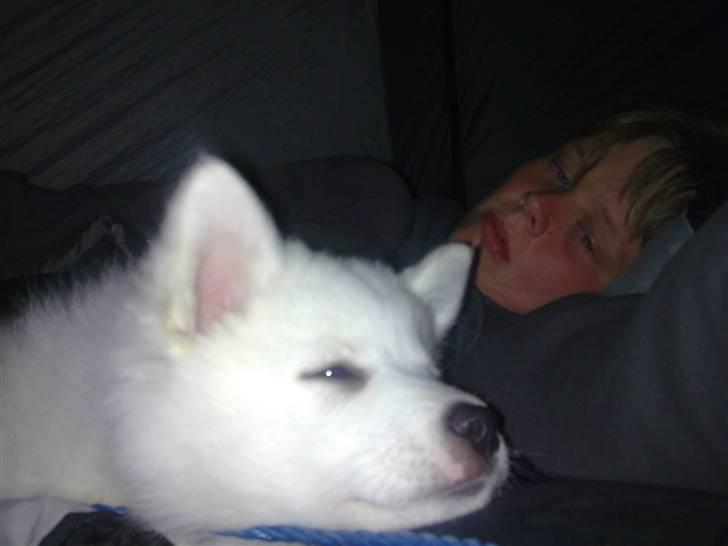 Japansk spids Tjalfe - det er hårdt at være hvalp... billede 9