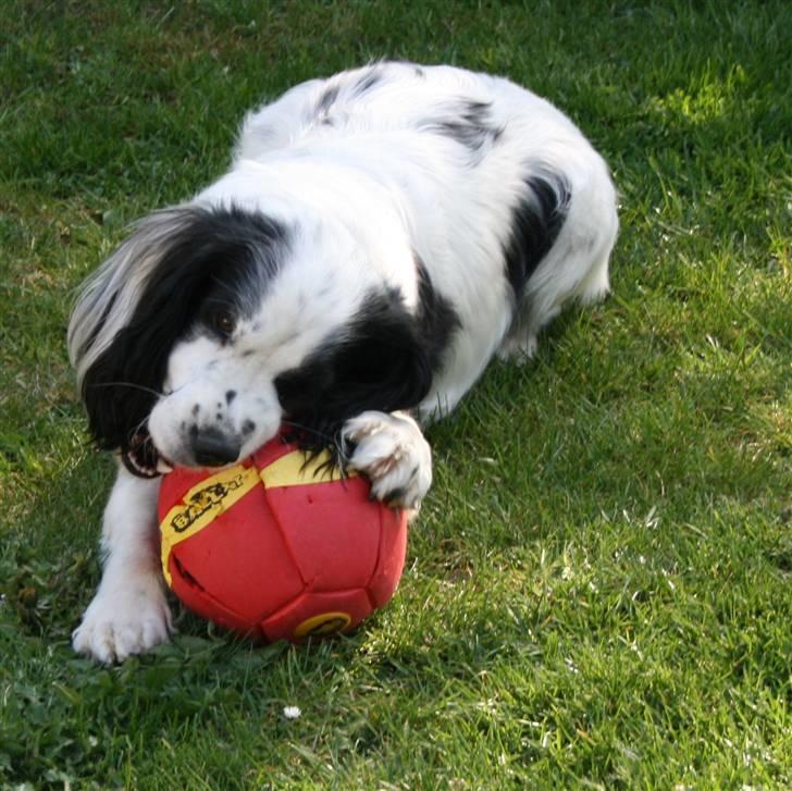 Blanding af racer Lady - Lady fandt lige en boldt i haven billede 16