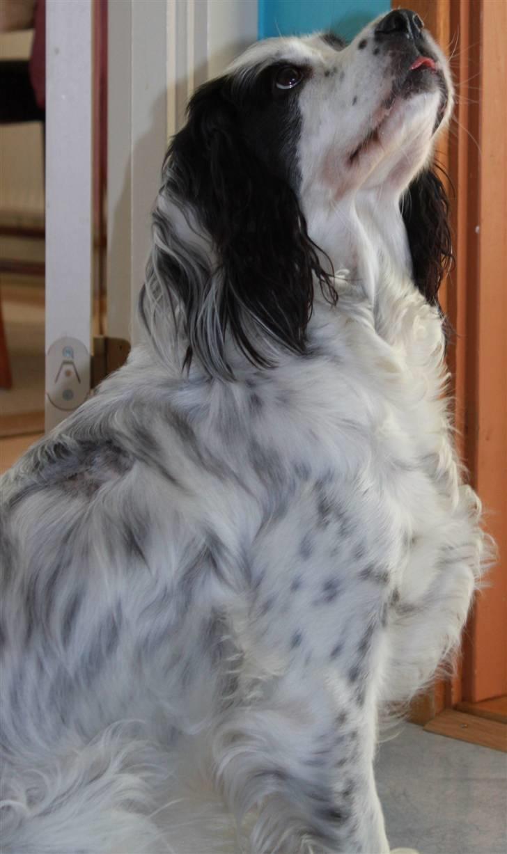 Blanding af racer Lady - Venter pent på at få mad billede 17