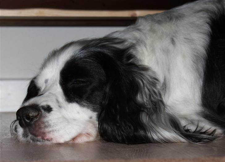 Blanding af racer Lady - Zzzzz lady er meget træt og ligger inden under sofaen billede 18