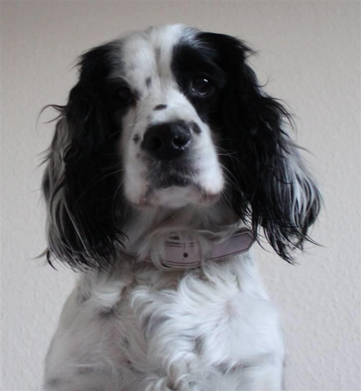 Blanding af racer Lady - Big Lady XD Eller værtfald lady nedefra billede 19