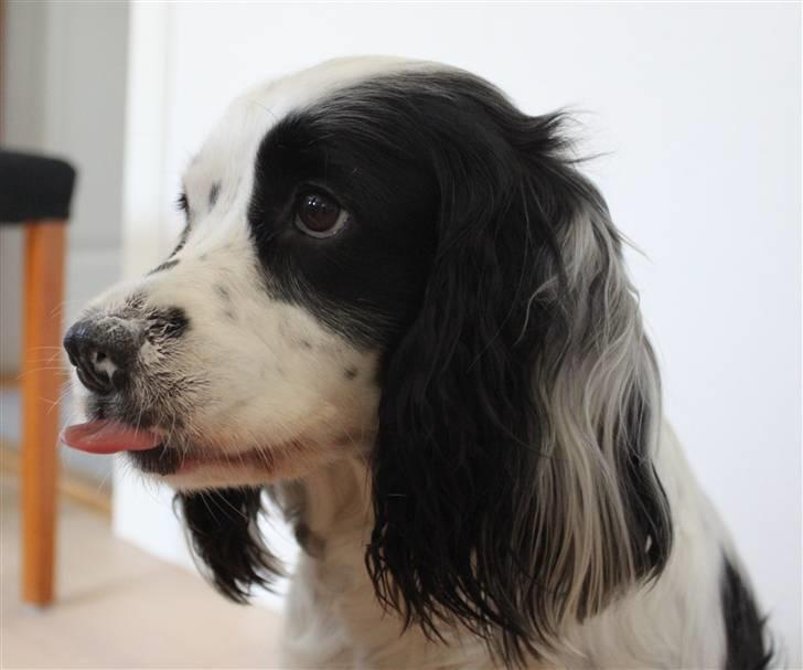Blanding af racer Lady - Lady slikker sig da hun får noget crem på næsen billede 20