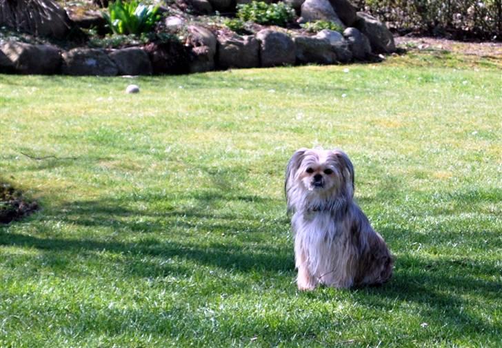 Yorkshire terrier Perle billede 1