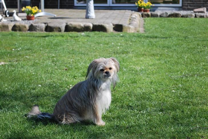 Yorkshire terrier Perle billede 2