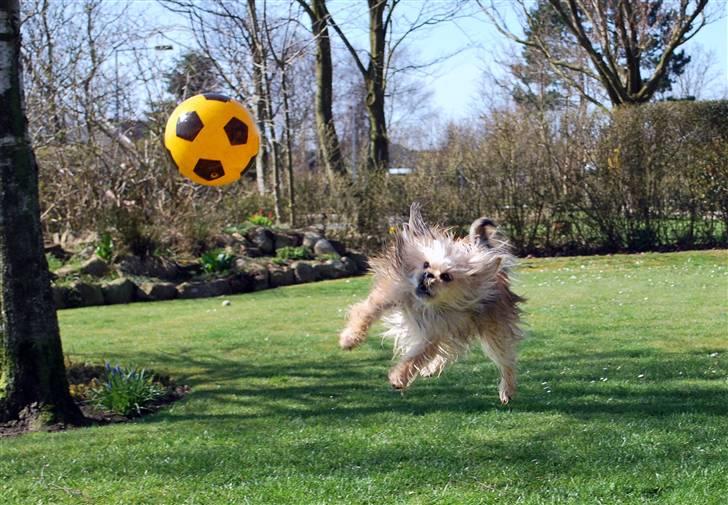 Yorkshire terrier Perle billede 3