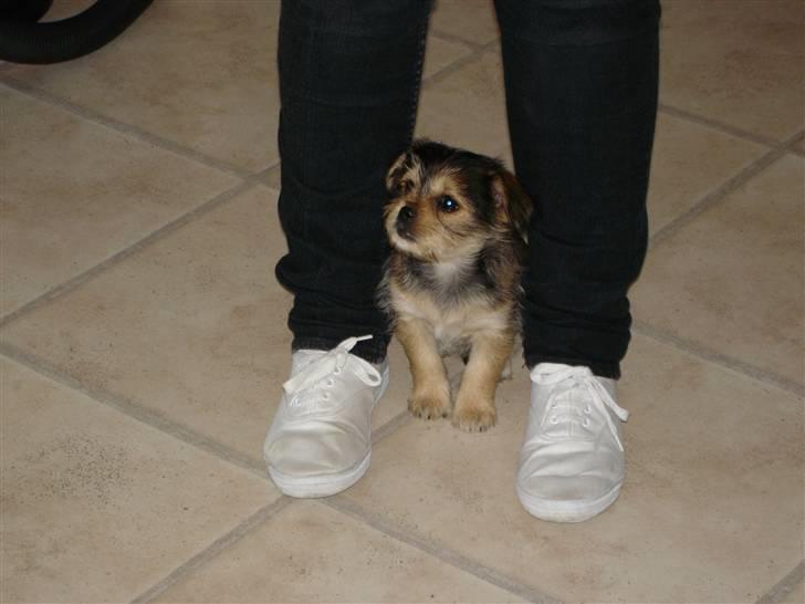 Yorkshire terrier Perle billede 4