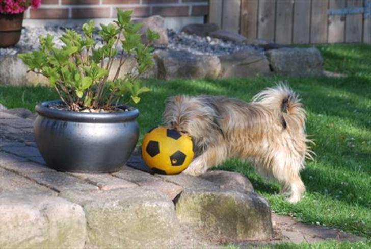 Yorkshire terrier Perle billede 5