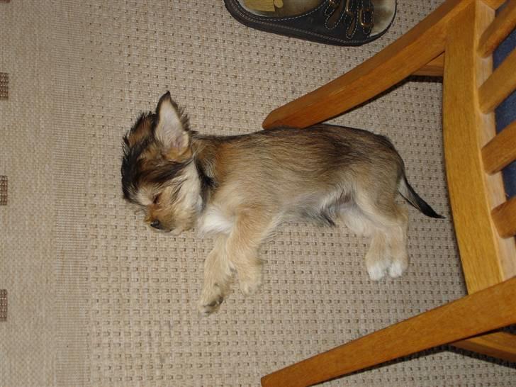 Yorkshire terrier Perle billede 6