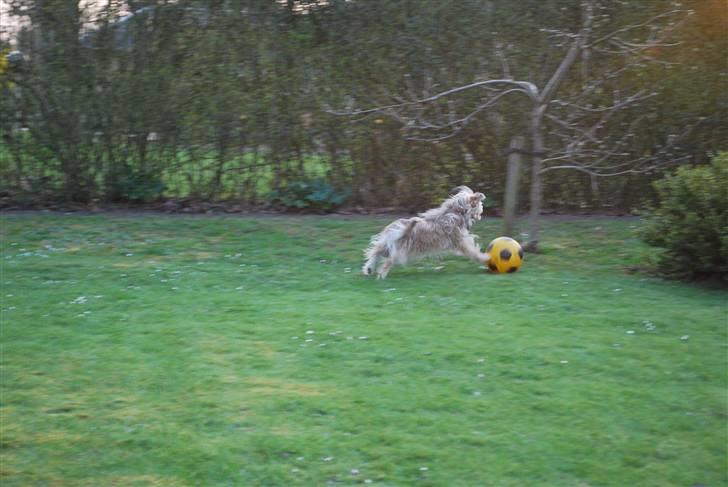 Yorkshire terrier Perle billede 7