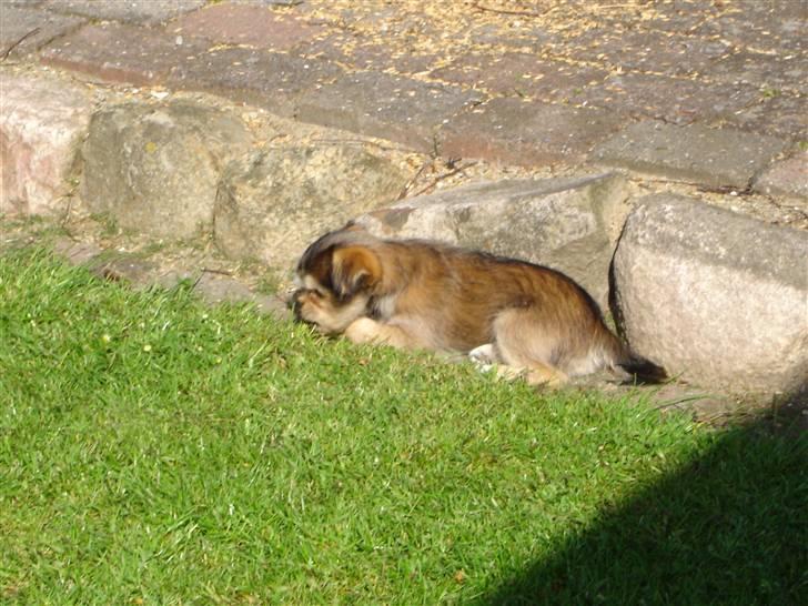 Yorkshire terrier Perle billede 8