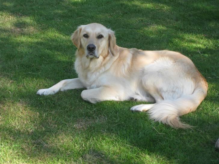 Labrador retriever Daddy billede 13