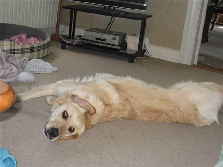 Labrador retriever Daddy - Skal lige strække mig!! billede 14