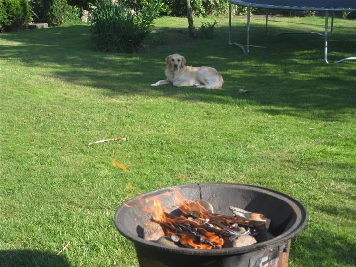 Labrador retriever Daddy - Ligger lige og nyder synet fra bålet :) billede 15