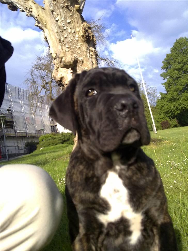 Cane corso Mojo! - Mojo...3 mån gammel.. billede 1