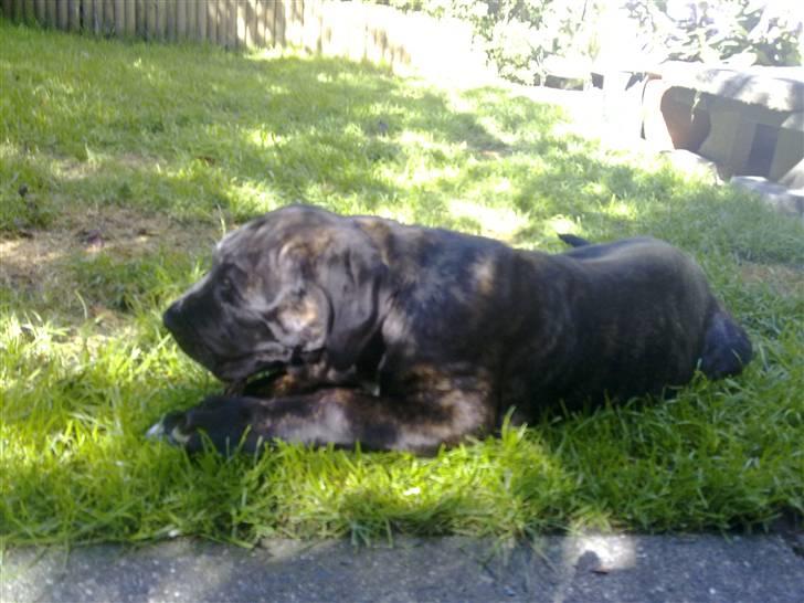 Cane corso Mojo! - ..elsker min have.. billede 2