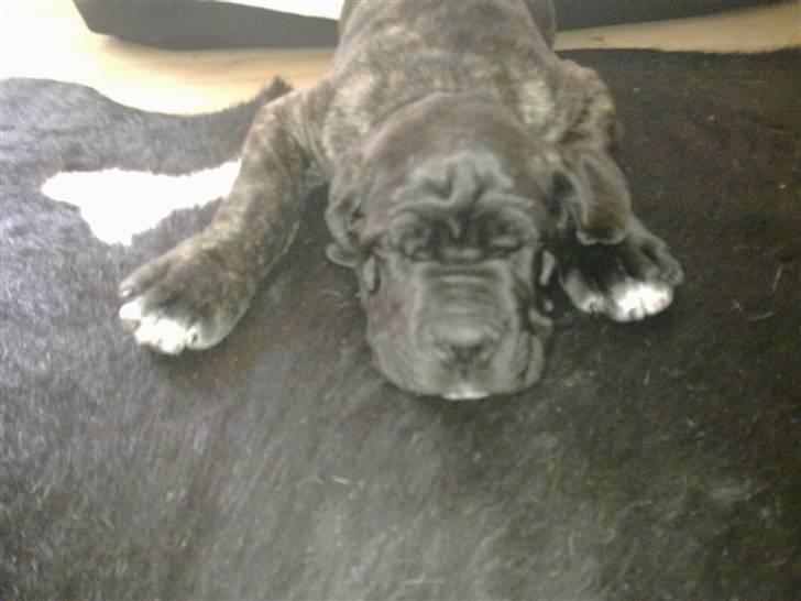 Cane corso Mojo! - ..og elsker at sove... billede 3