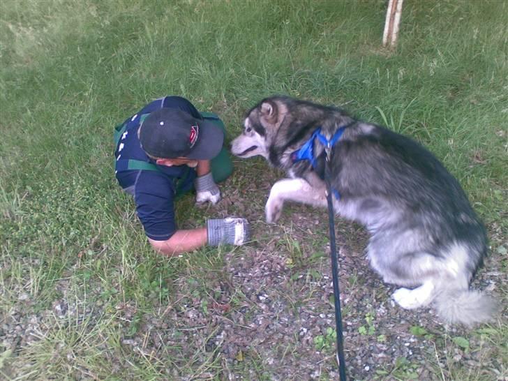 Alaskan malamute Devil - Hygger med bestefar. billede 8